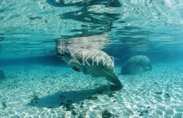 Florida manatee (Trichechus manatus latirostris)