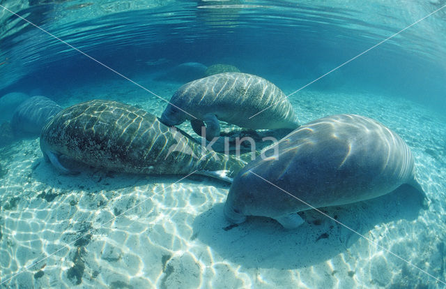 Florida manatee (Trichechus manatus latirostris)