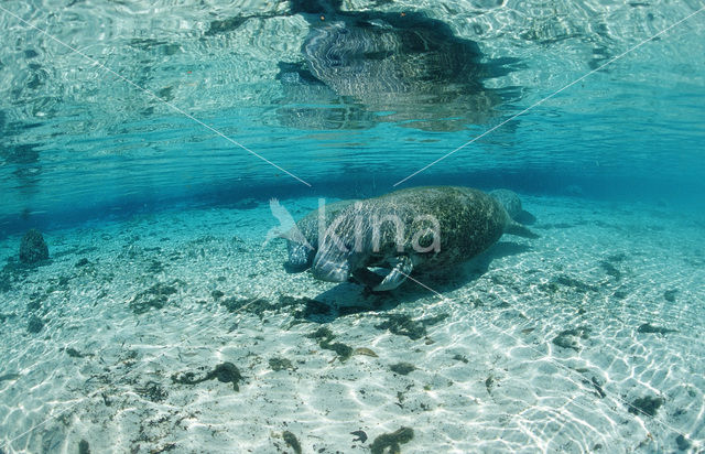 Florida manatee (Trichechus manatus latirostris)