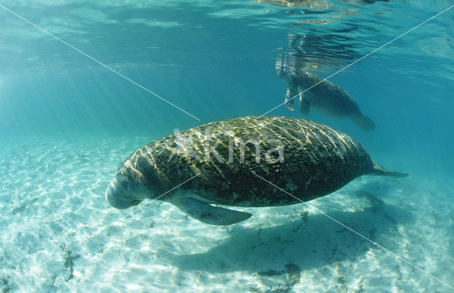 Florida manatee (Trichechus manatus latirostris)