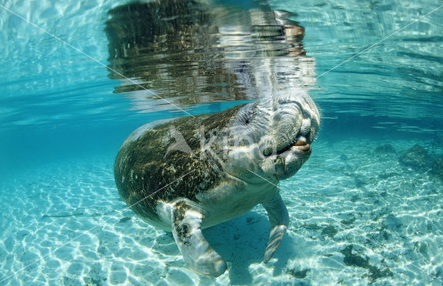 Florida manatee (Trichechus manatus latirostris)