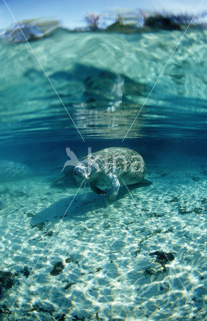 Florida manatee (Trichechus manatus latirostris)