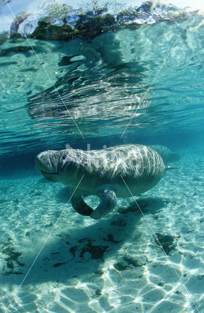 Florida manatee (Trichechus manatus latirostris)