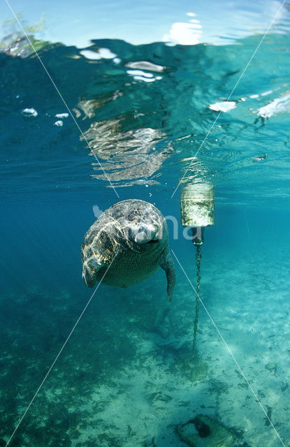 Florida manatee (Trichechus manatus latirostris)