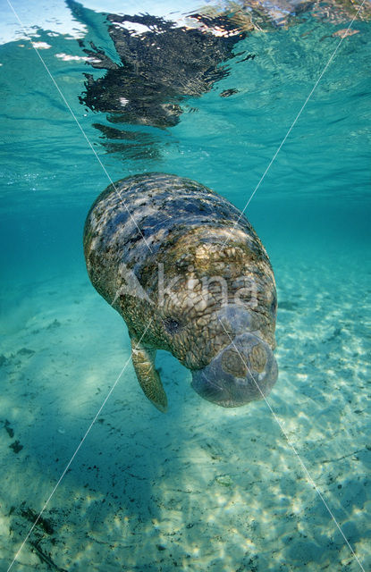 Florida manatee (Trichechus manatus latirostris)