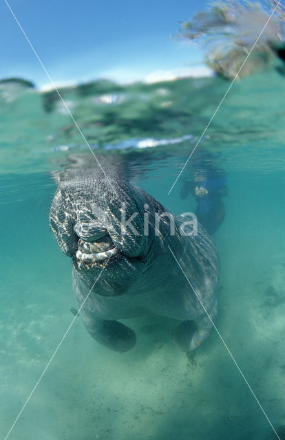 Florida manatee (Trichechus manatus latirostris)