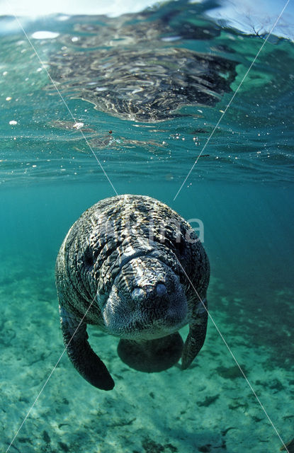 Florida manatee (Trichechus manatus latirostris)