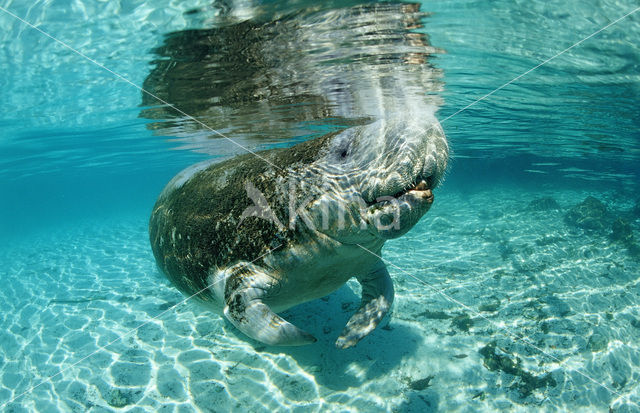 Florida manatee (Trichechus manatus latirostris)