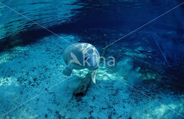 Florida manatee (Trichechus manatus latirostris)