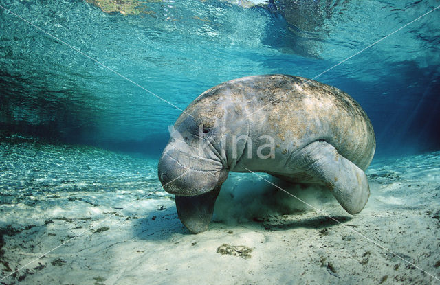 Florida manatee (Trichechus manatus latirostris)