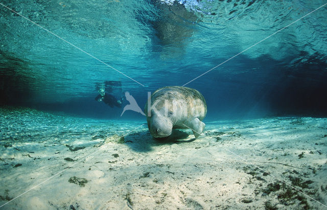 Florida manatee (Trichechus manatus latirostris)