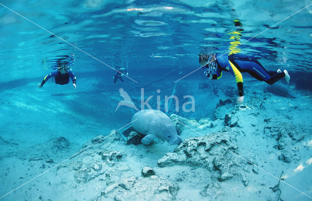 Florida manatee (Trichechus manatus latirostris)