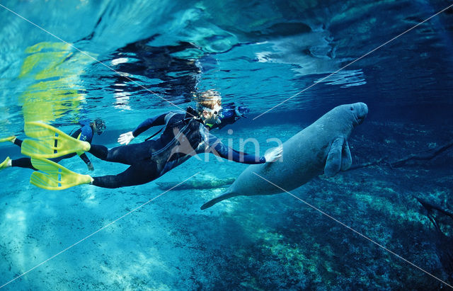 Florida manatee (Trichechus manatus latirostris)