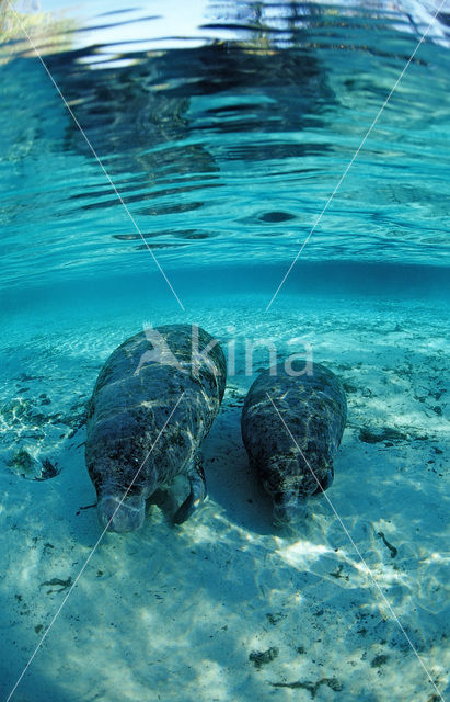 Florida manatee (Trichechus manatus latirostris)