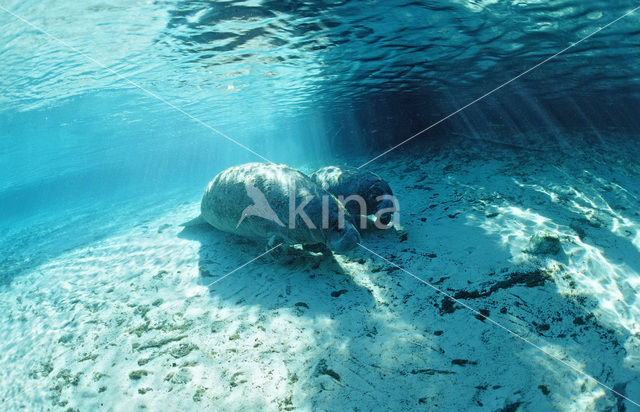 Florida manatee (Trichechus manatus latirostris)