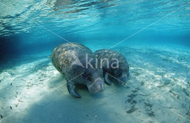 Florida manatee (Trichechus manatus latirostris)