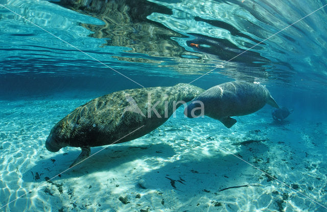 Florida manatee (Trichechus manatus latirostris)