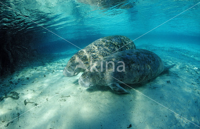 Florida manatee (Trichechus manatus latirostris)