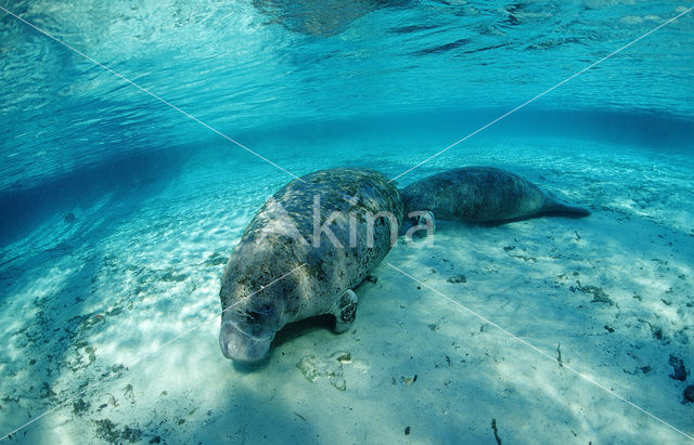 Florida manatee (Trichechus manatus latirostris)