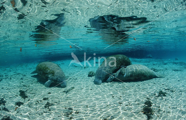 Florida manatee (Trichechus manatus latirostris)