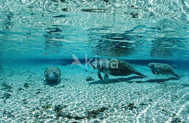 Florida manatee (Trichechus manatus latirostris)