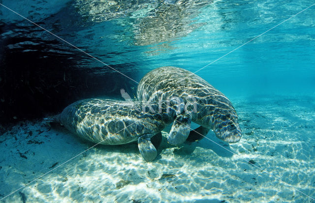 Florida manatee (Trichechus manatus latirostris)