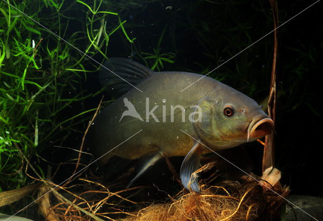 Tench (Tinca tinca)