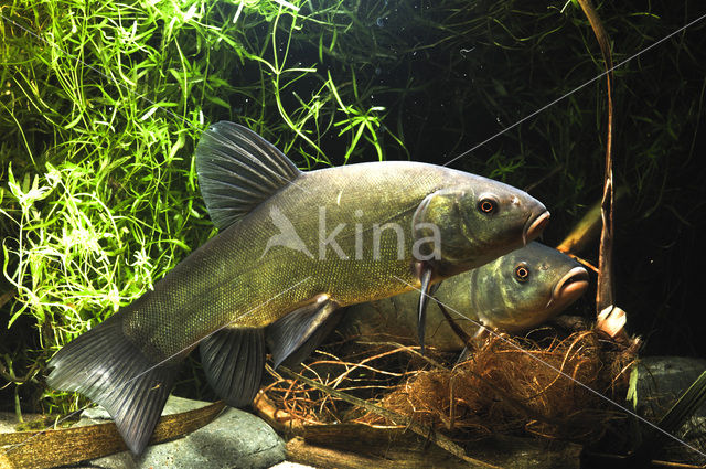 Tench (Tinca tinca)