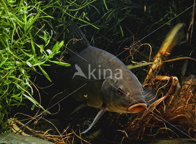 Tench (Tinca tinca)