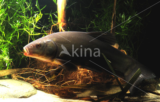 Tench (Tinca tinca)