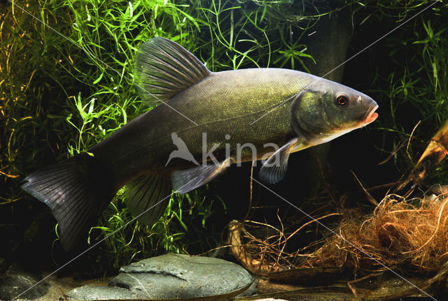 Tench (Tinca tinca)