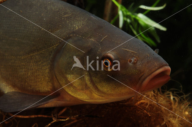 Tench (Tinca tinca)