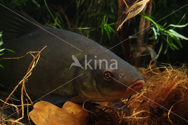 Tench (Tinca tinca)