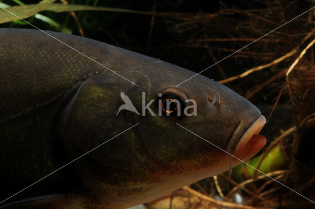 Tench (Tinca tinca)