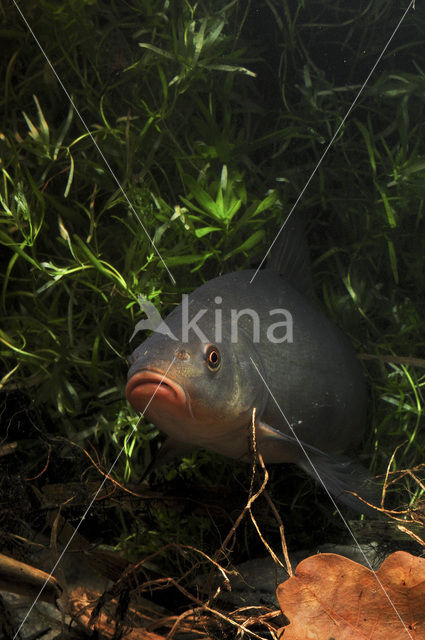 Tench (Tinca tinca)