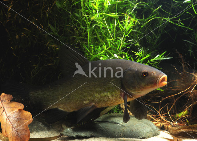 Tench (Tinca tinca)