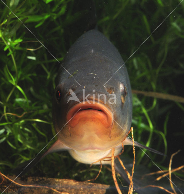 Tench (Tinca tinca)