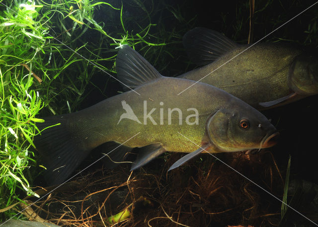 Tench (Tinca tinca)