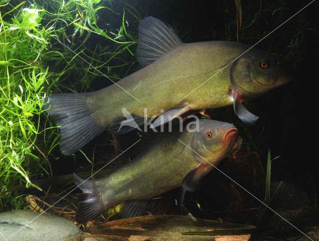 Tench (Tinca tinca)