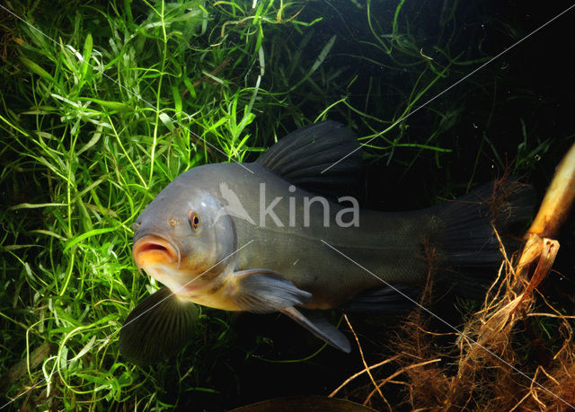 Tench (Tinca tinca)