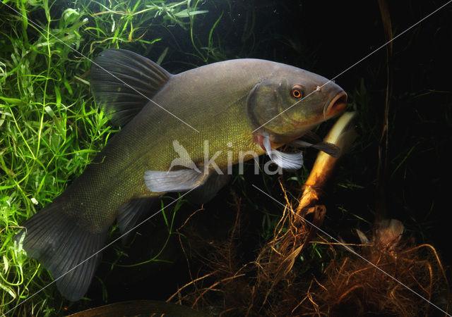 Tench (Tinca tinca)