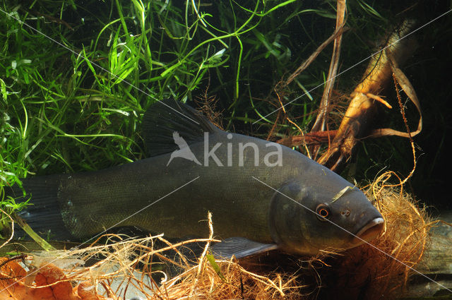 Tench (Tinca tinca)