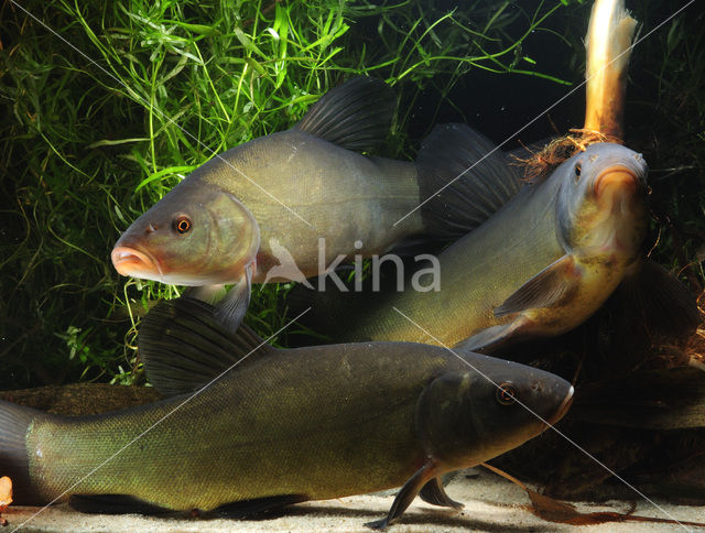 Tench (Tinca tinca)