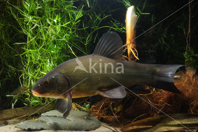 Tench (Tinca tinca)