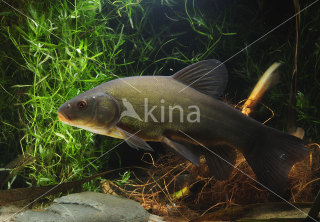 Tench (Tinca tinca)