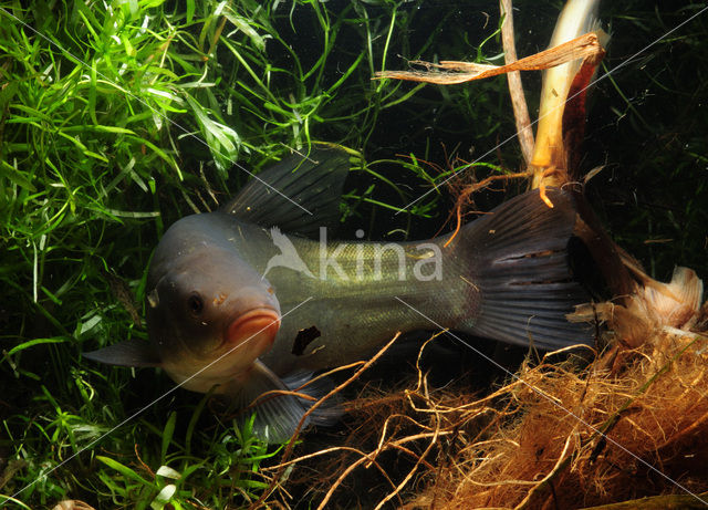 Tench (Tinca tinca)