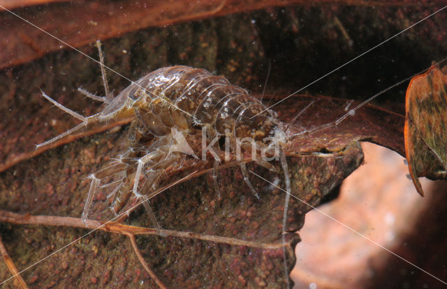 Waterslater (Asellus aquaticus)