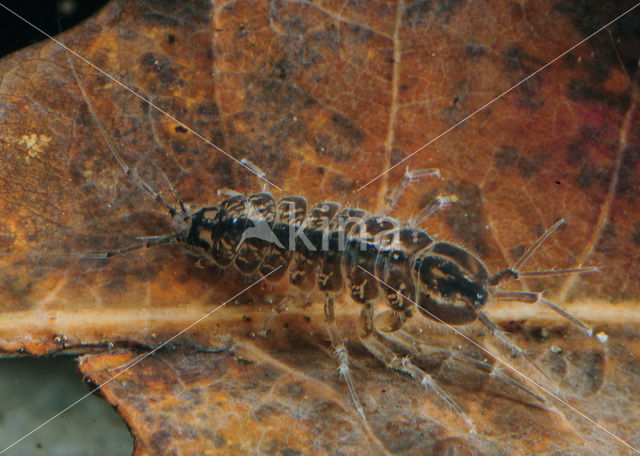 Zoetwaterpissebed (Asellus aquaticus)