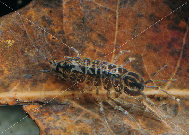 Waterslater (Asellus aquaticus)