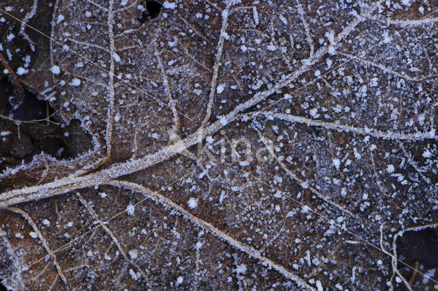 Zomereik (Quercus robur)